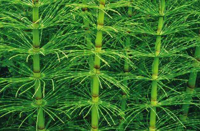Arbusto de la planta Equisetum arvense (cola de caballo)